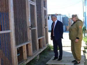 Как помочь животным, оставшимся без хозяина?