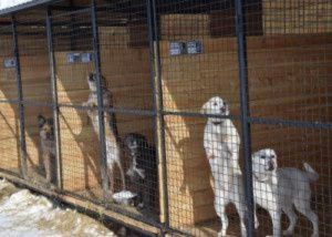 О приюте для животных и сургутском опыте