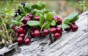 Югорчан приглашают на «Бруснику FEST».