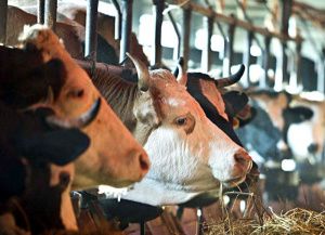 В Югре увеличена сумма гранта на создание фермерских хозяйств 