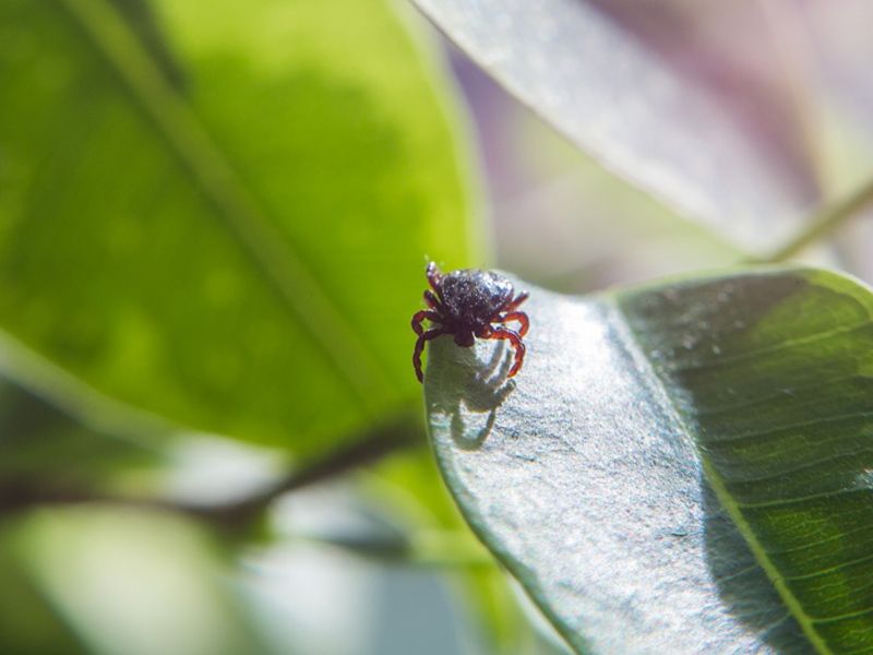 Стоп клещам: в Мегионе началась противоклещевая обработка
