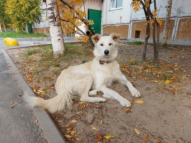 Умка ищет дом!