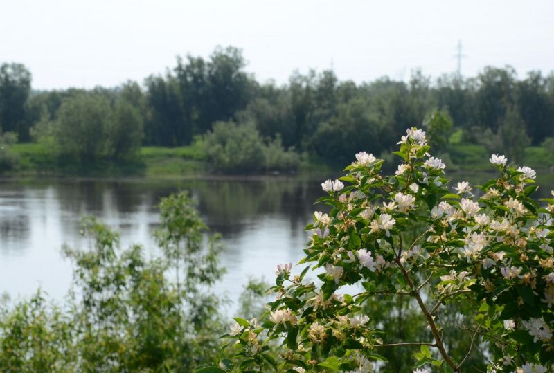 Уровень воды в Оби продолжает снижаться