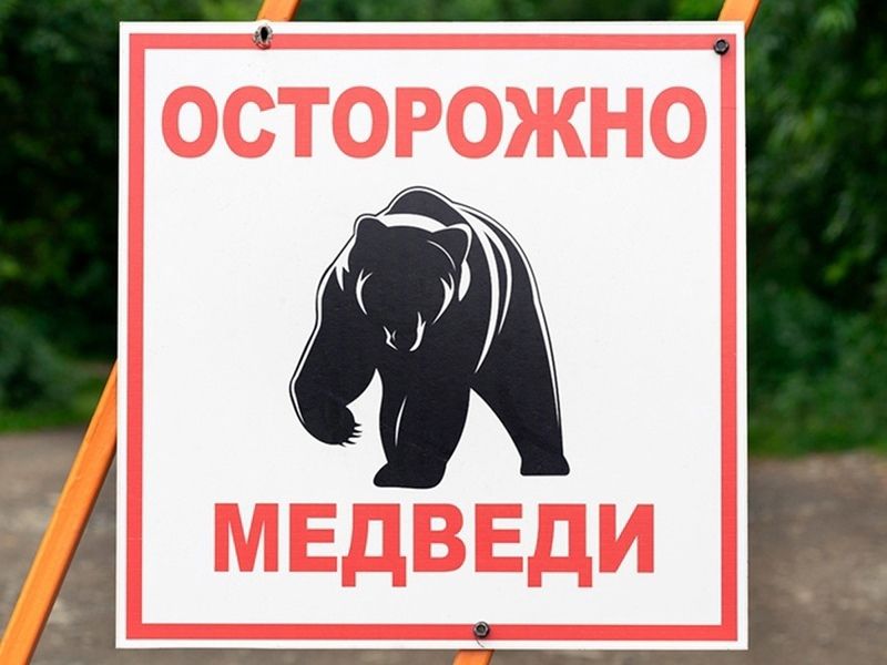 В районе вертодрома замечен медведь