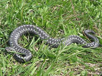 В Югре активизировались гадюки