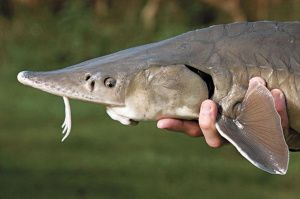 За вылов осетра  югорчанам грозит штраф в размере 500 тысяч рублей