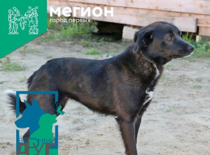 Верная и преданная Жуля все еще ждет своего человека