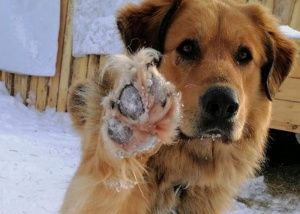 АНО «ЮТА РЫЖИК ищет дом!